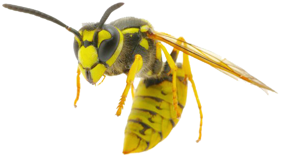 Detail Wasp Transparent Background Nomer 5