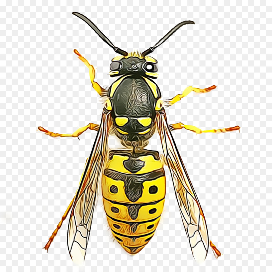 Detail Wasp Transparent Background Nomer 39