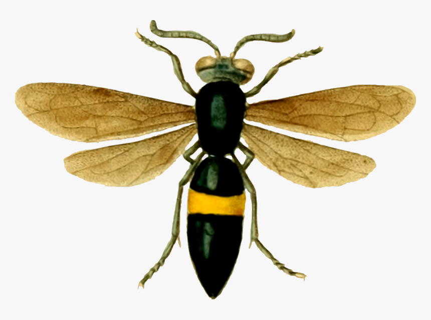 Detail Wasp Transparent Background Nomer 40