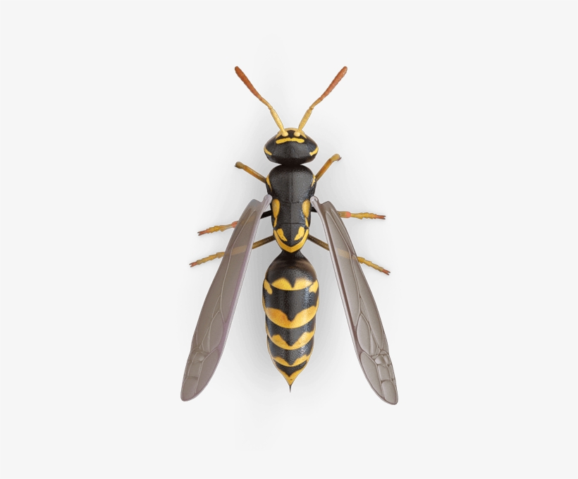 Detail Wasp Transparent Background Nomer 42