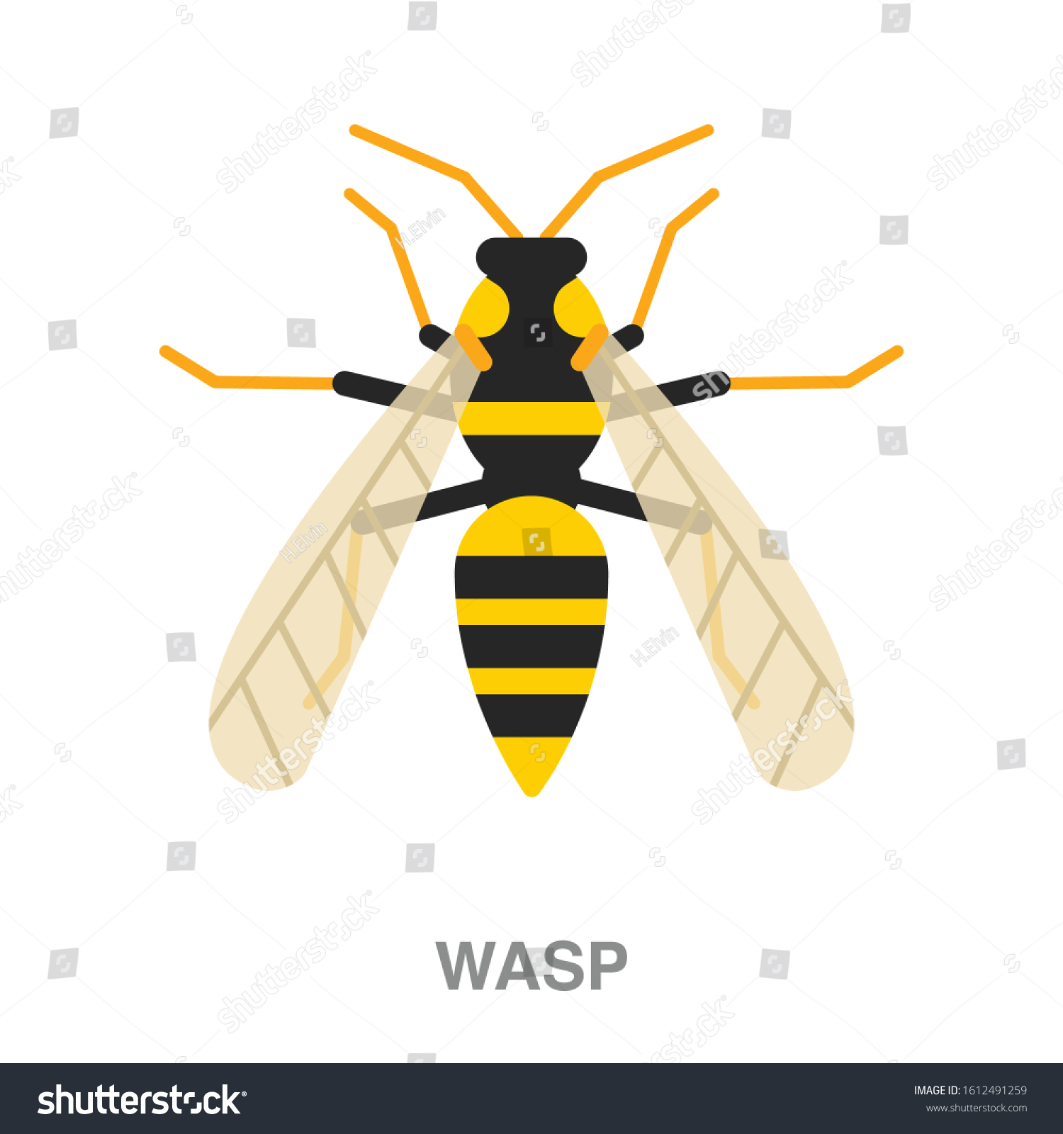 Detail Wasp Transparent Background Nomer 47