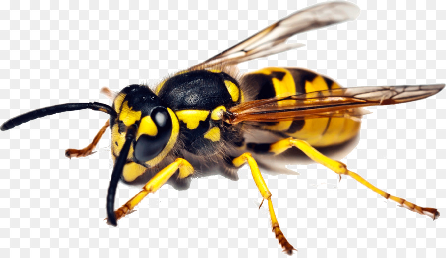 Detail Wasp Transparent Background Nomer 52