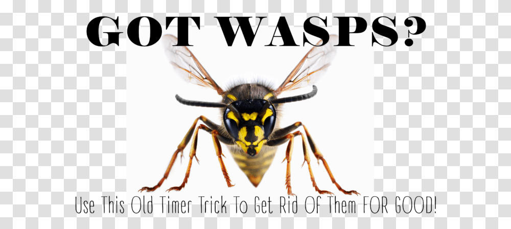 Detail Wasp Transparent Background Nomer 53