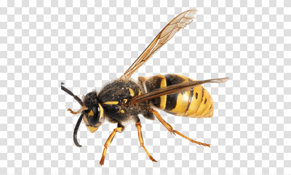 Detail Wasp Transparent Background Nomer 54