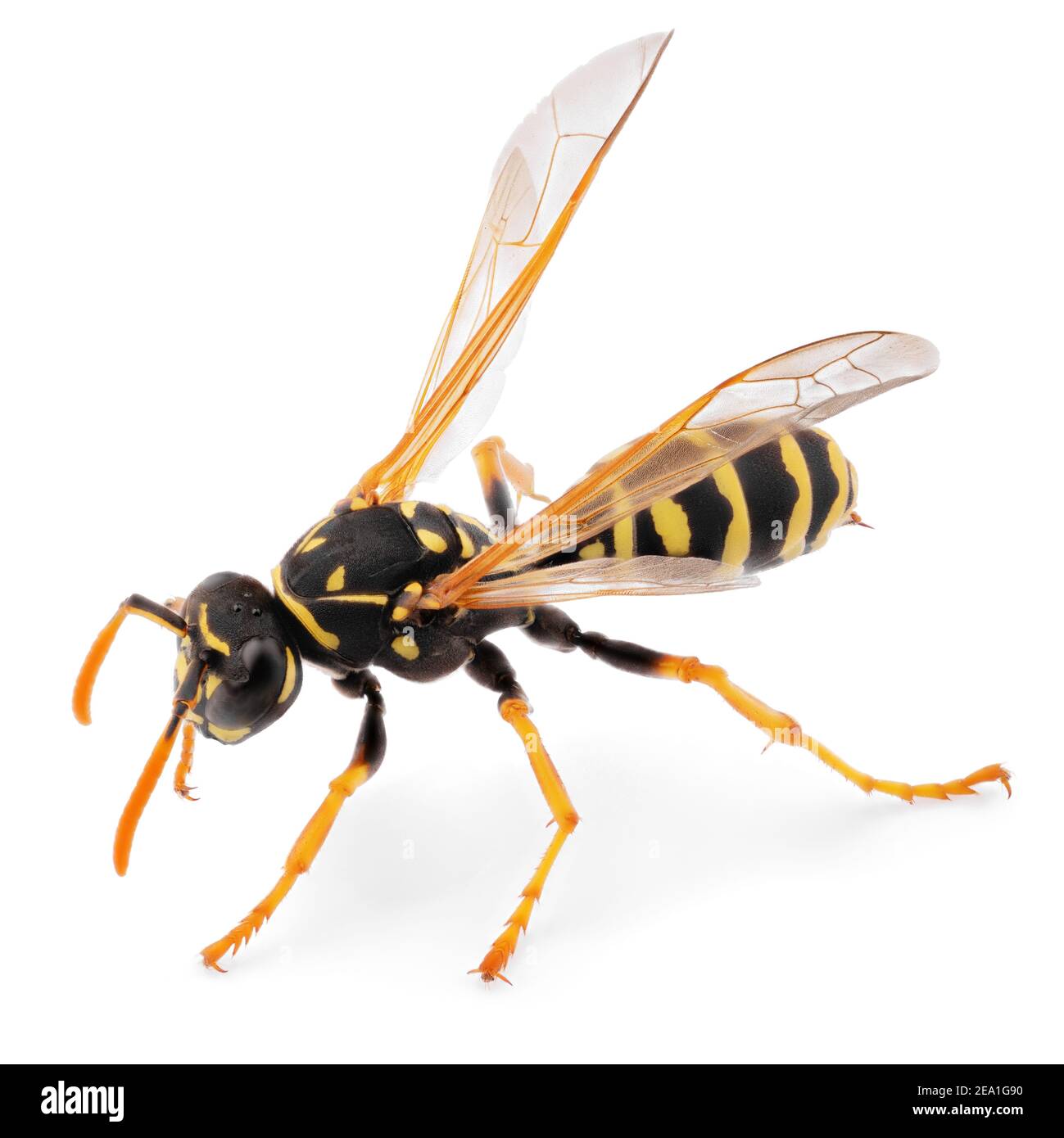 Detail Wasp Transparent Background Nomer 55