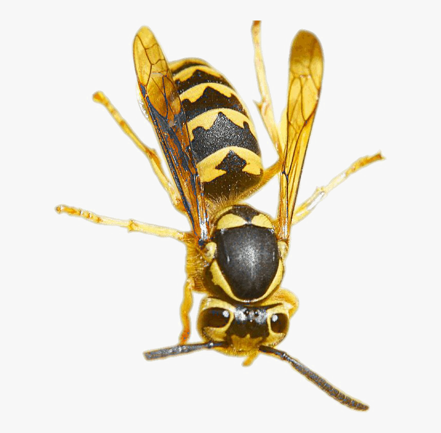 Detail Wasp Transparent Background Nomer 56