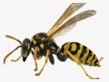 Detail Wasp Transparent Background Nomer 7