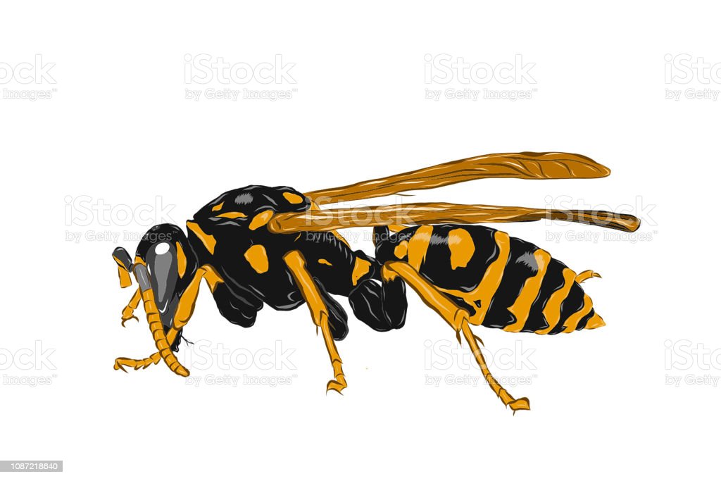 Detail Wasp Transparent Background Nomer 9