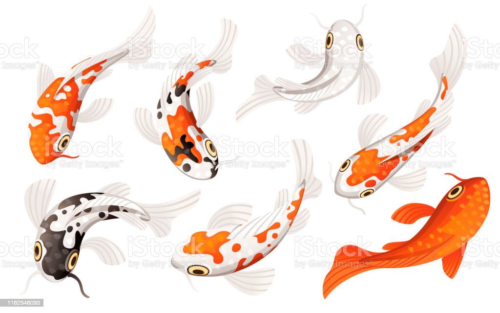 Detail Simbol Ikan Koi Nomer 13