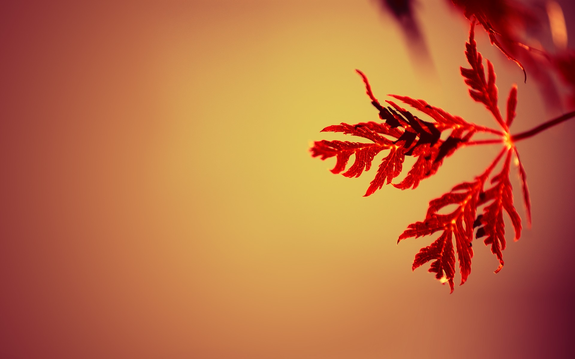 Detail Simple Background Hd Nomer 33