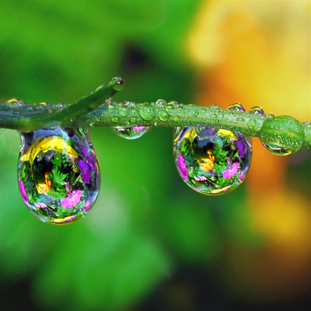 Detail Water Drops Wallpaper Nomer 45