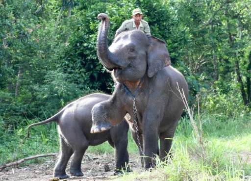 Detail Water For Elephants Torrent Nomer 11