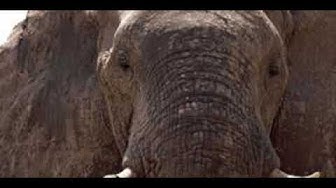 Detail Water For Elephants Torrent Nomer 32