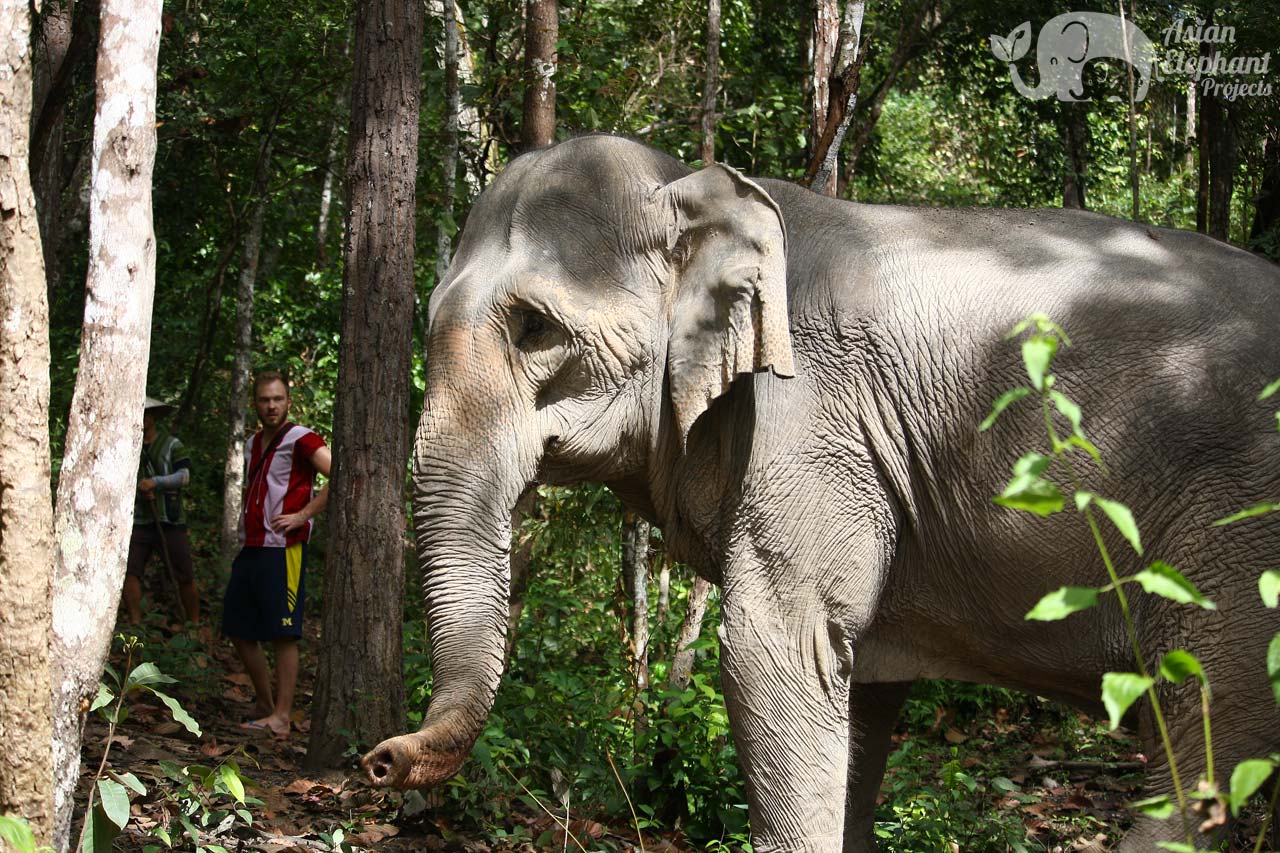 Detail Water For Elephants Torrent Nomer 33