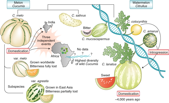 Detail Water Melon Pics Nomer 35