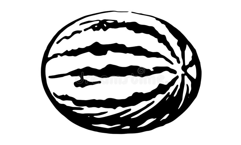 Detail Watermelon Clipart Black And White Nomer 38