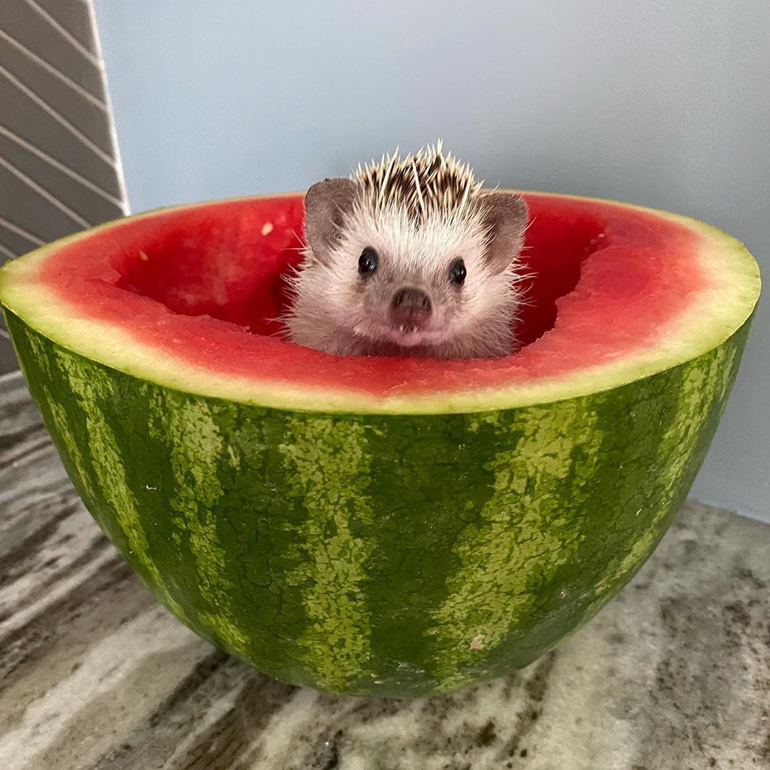Detail Watermelon Hedgehog Nomer 10