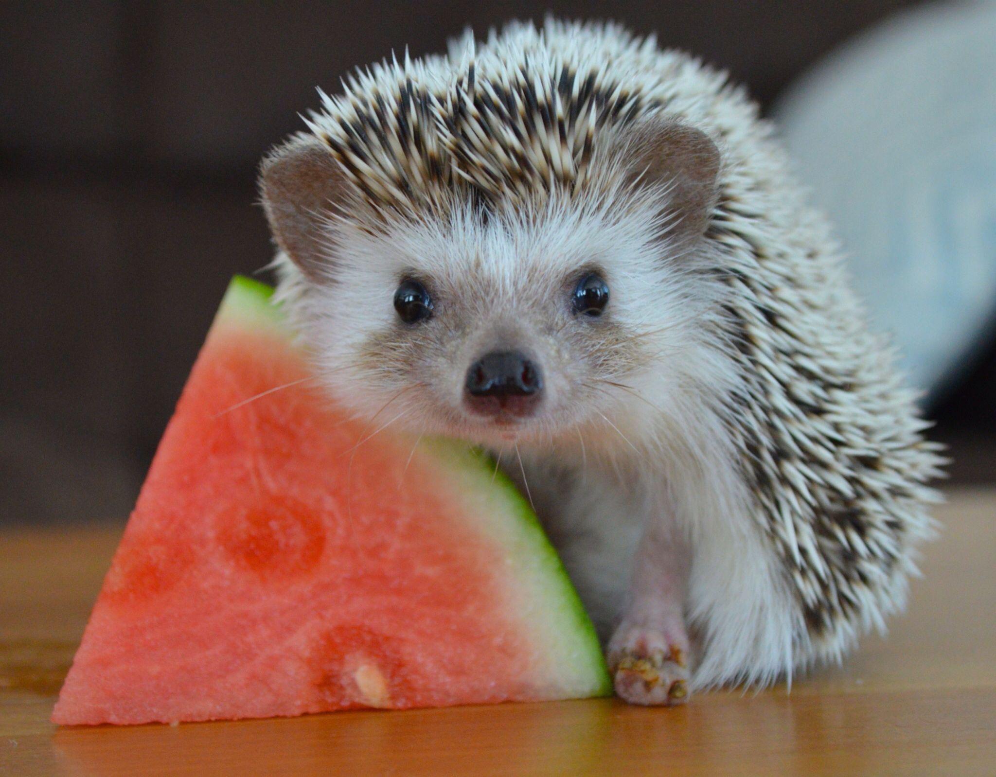 Detail Watermelon Hedgehog Nomer 5