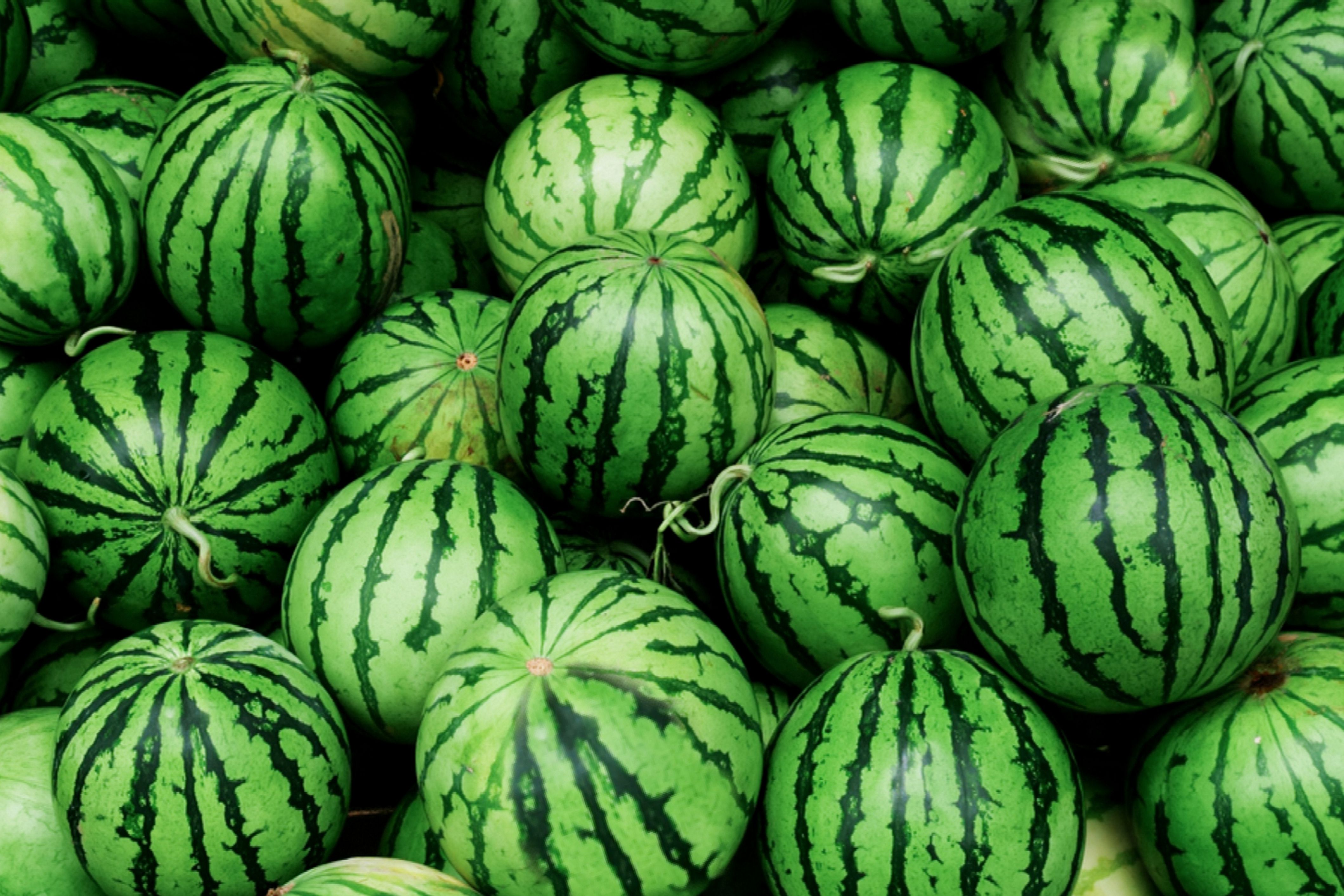 Detail Watermelon Images Nomer 15