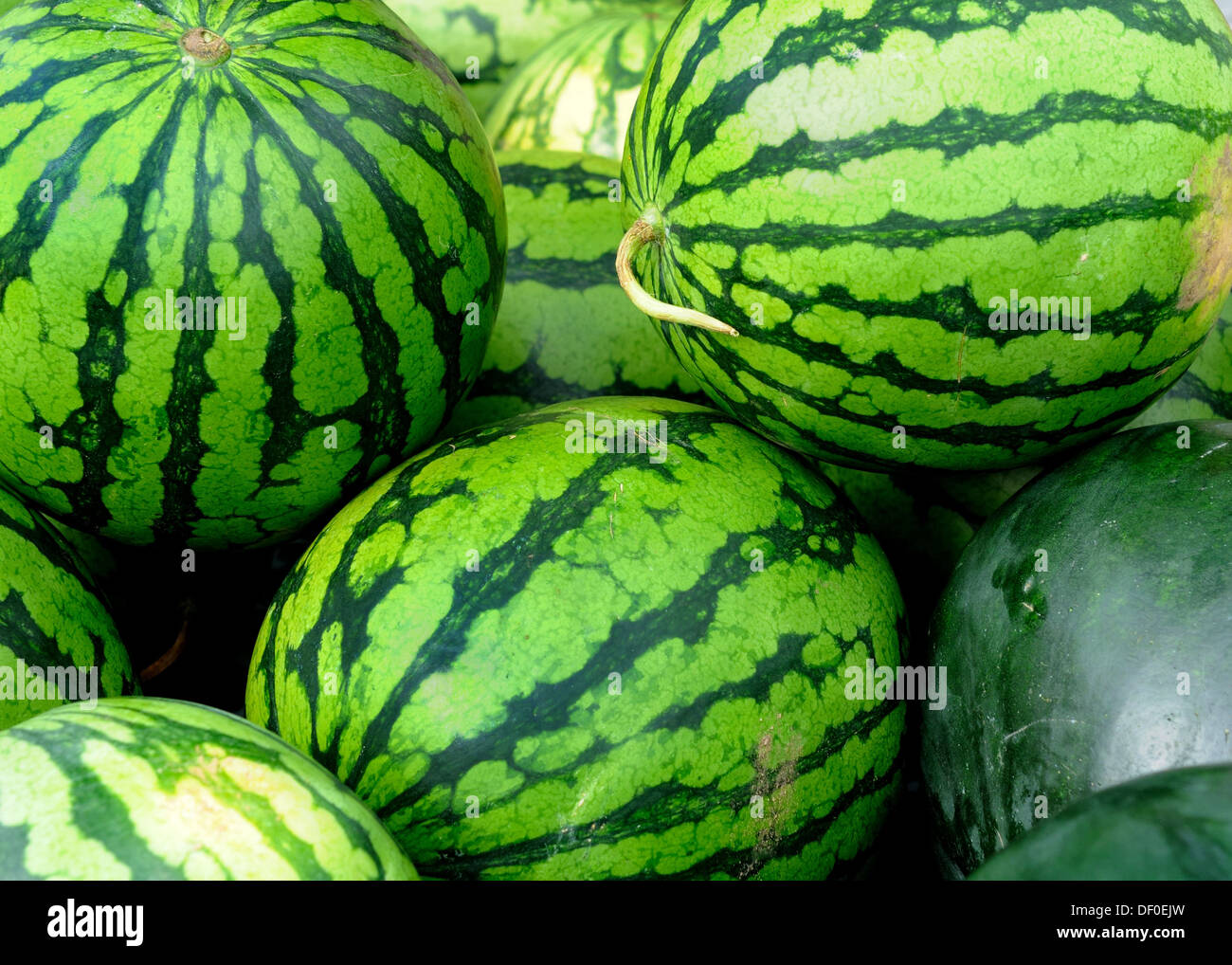 Detail Watermelon In Marathi Nomer 13