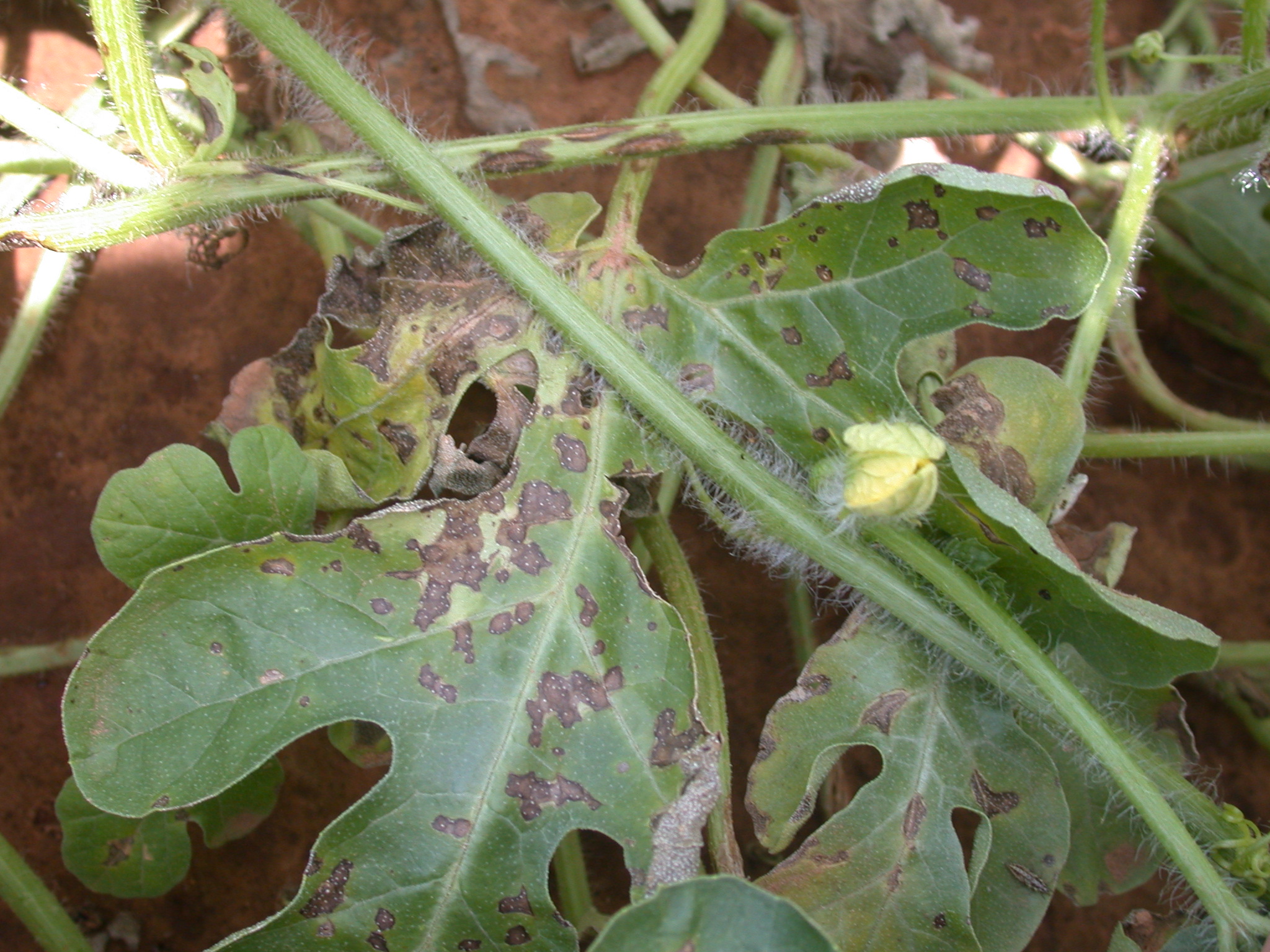 Detail Watermelon Leaves Images Nomer 16