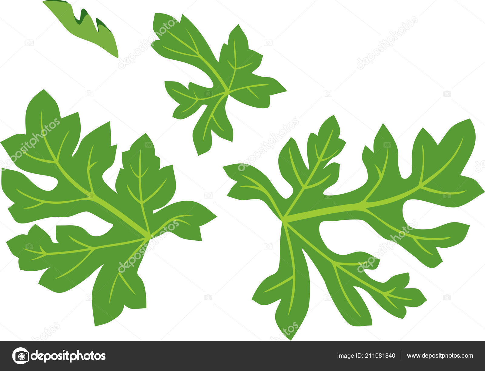 Detail Watermelon Leaves Images Nomer 26