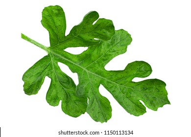 Detail Watermelon Leaves Images Nomer 5