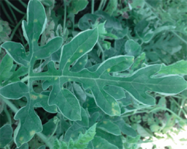 Detail Watermelon Leaves Images Nomer 36