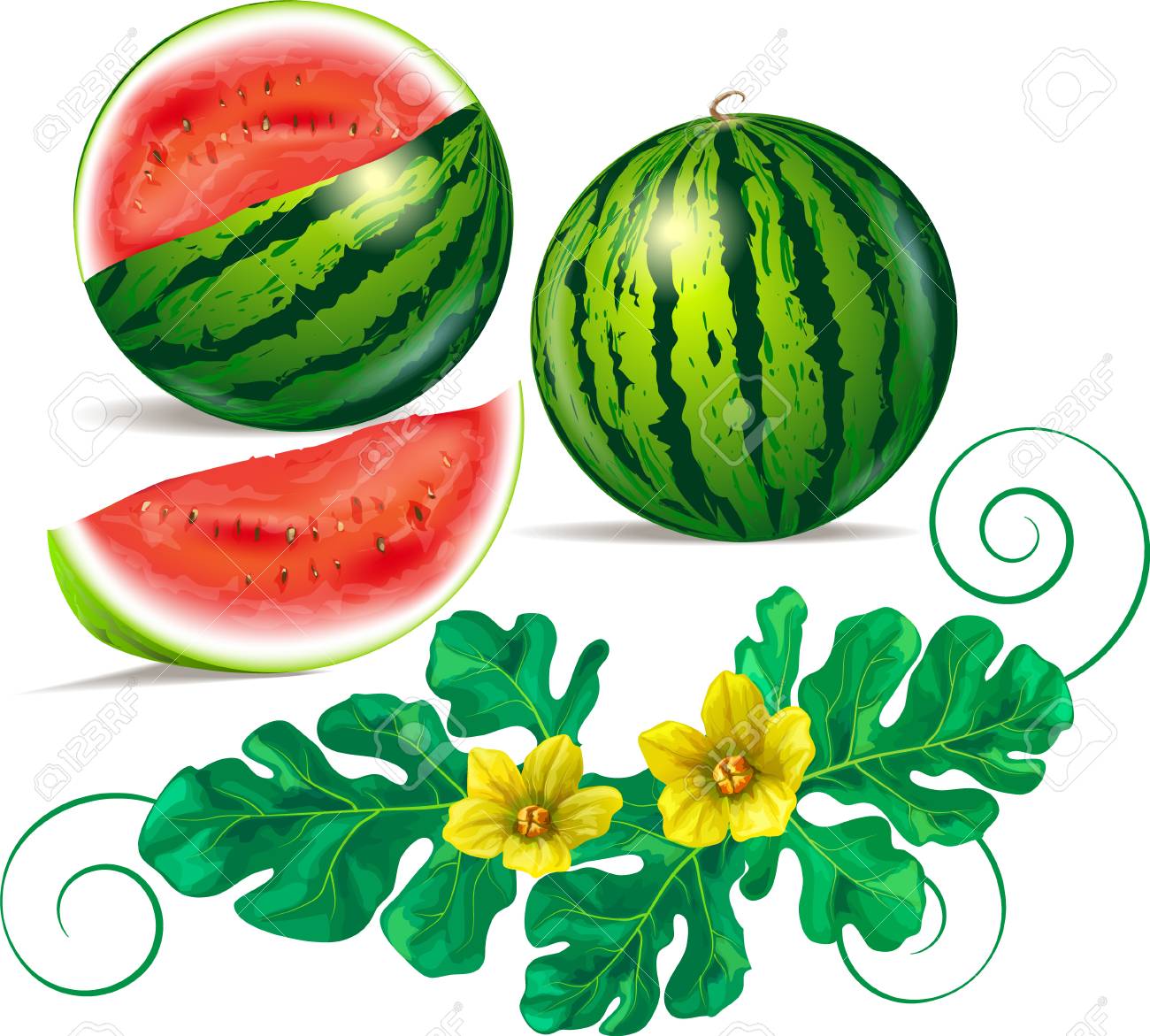 Detail Watermelon Leaves Images Nomer 42