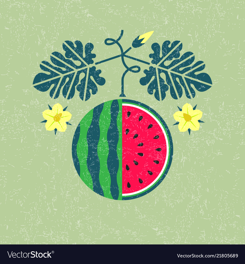 Detail Watermelon Leaves Images Nomer 53