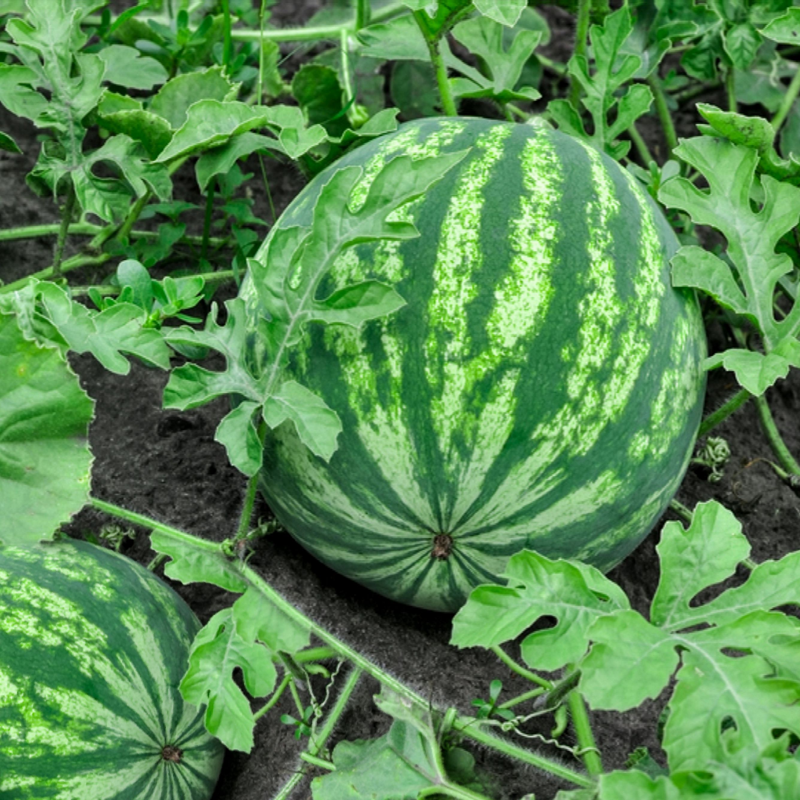 Detail Watermelon Pic Nomer 45