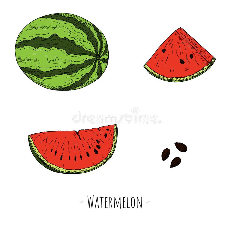 Detail Watermelon Seeds Clip Art Nomer 32