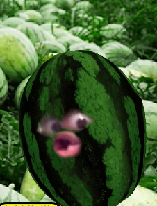 Detail Watermelon Snapchat Nomer 9