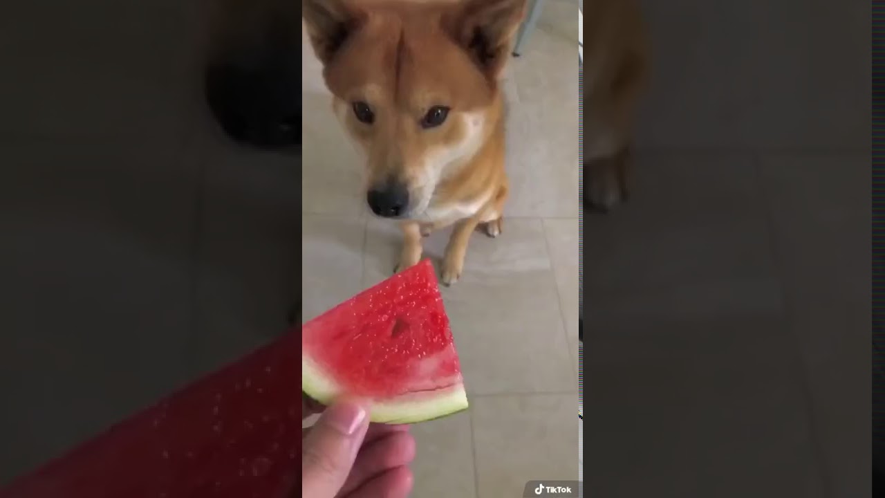 Watermelon Sugar High Tik Tok Dog - KibrisPDR