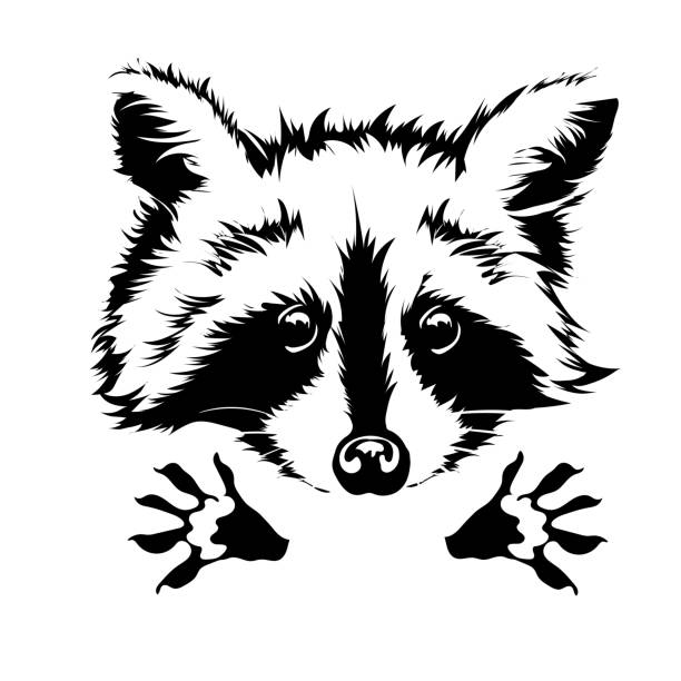 Detail Simple Raccoon Clipart Nomer 11