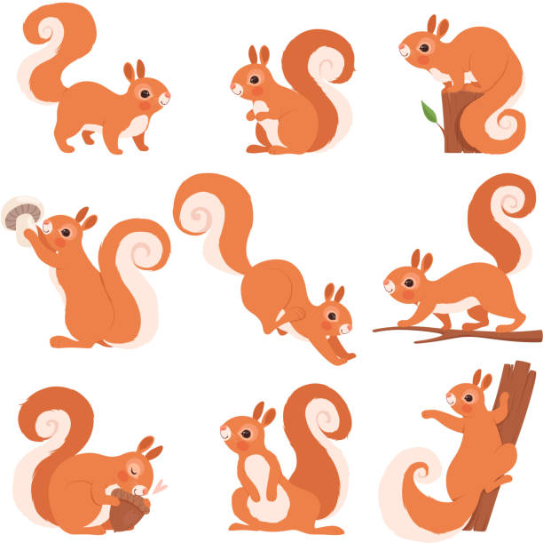 Detail Simple Squirrel Clipart Nomer 2