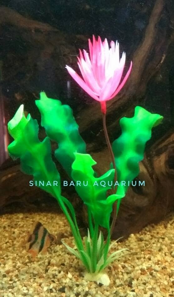 Detail Sinar Baru Aquarium Nomer 29