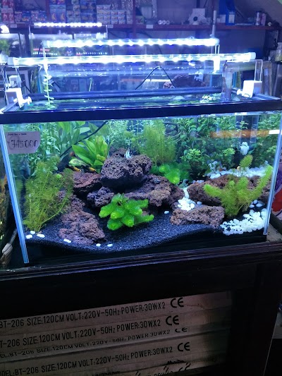 Detail Sinar Baru Aquarium Nomer 8