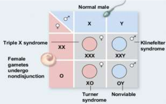 Detail Sindrom Triple X Nomer 50