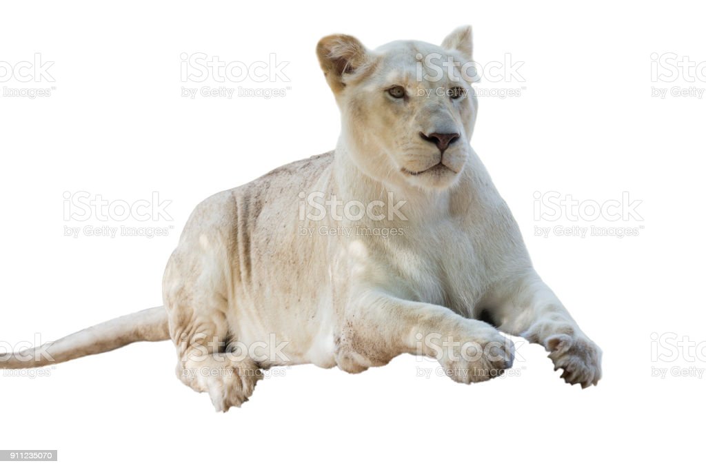 Detail Singa Background Putih Nomer 13