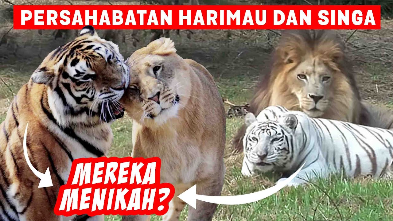 Detail Singa Dan Harimau Nomer 25