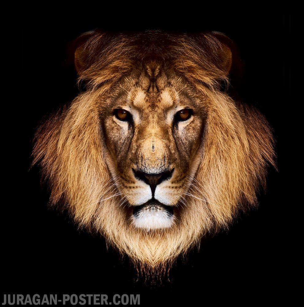 Detail Singa Hd Nomer 5