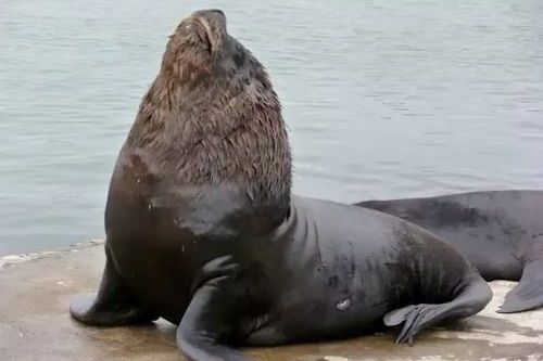 Detail Singa Laut Berkembang Biak Dengan Nomer 3