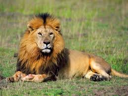 Detail Singa Lion Nomer 31