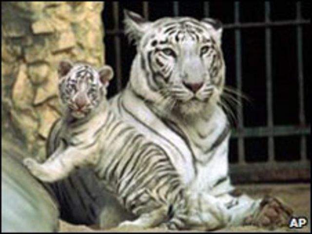 Singa Putih Vs Harimau Putih - KibrisPDR