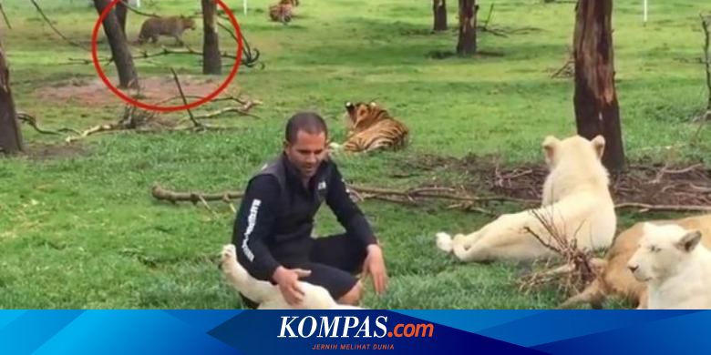 Detail Singa Putih Vs Harimau Putih Nomer 34