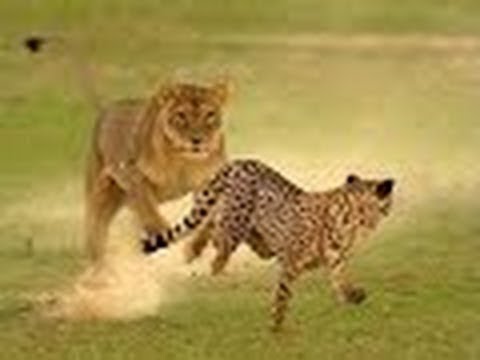 Singa Vs Jaguar - KibrisPDR