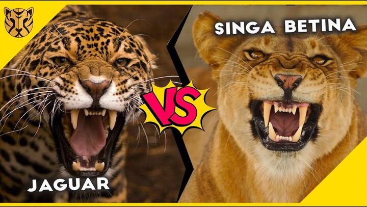 Detail Singa Vs Jaguar Nomer 12