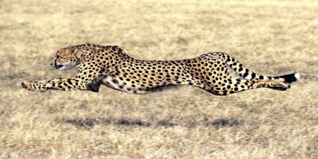 Detail Singa Vs Jaguar Nomer 15