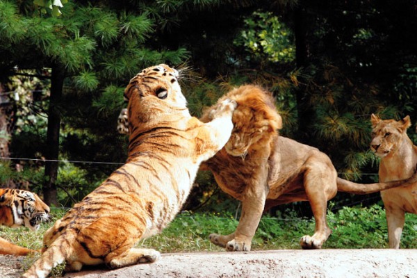 Detail Singa Vs Jaguar Nomer 17